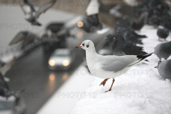 Ile de France, Snowy