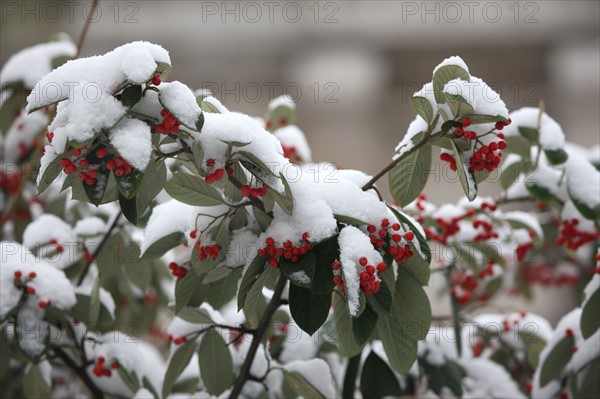 Ile de France, Snowy