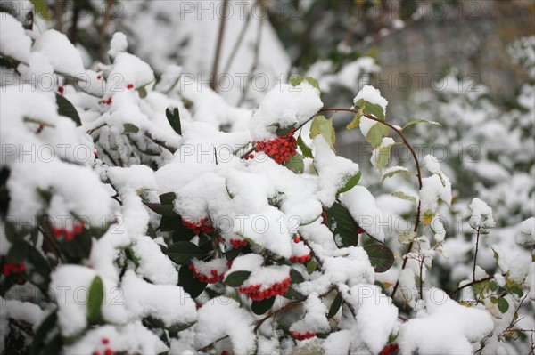 Ile de France, Snowy