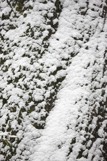 Paris sous la neige