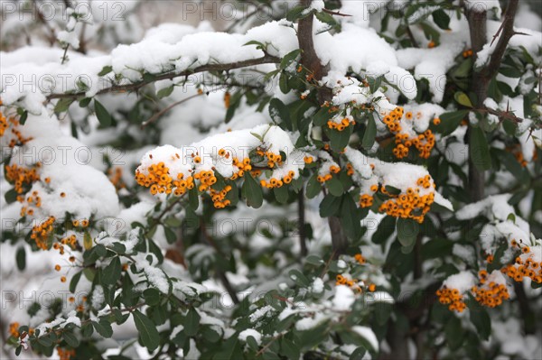 Ile de France, Snowy