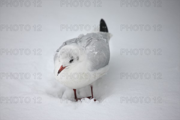 Ile de France, Snowy