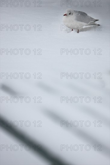 Paris sous la neige