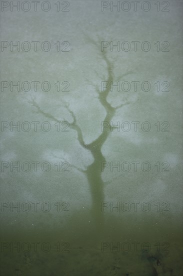 France, Ile de France, Yvelines, Versailles, chateau de Versailles, parc du chateau, jardin, hiver, froid, bassin de l'orangerie, eau gelee, givre, glace,