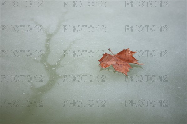 France, Ile de France, Yvelines, Versailles, chateau de Versailles, parc du chateau, jardin, hiver, froid, bassin de l'orangerie, feuille morte et eau gelee, givre, glace,