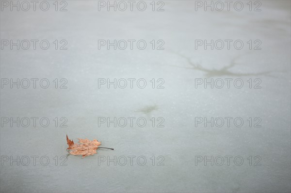 France, Ile de France, Yvelines, Versailles, chateau de Versailles, parc du chateau, jardin, hiver, froid, bassin de l'orangerie, feuille morte et eau gelee, givre, glace,