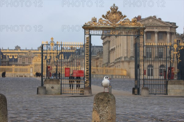 France, Ile de France, Yvelines, Versailles, chateau de Versailles, cour d'honneur, esplanade, paves, mouette rieuse devant le chateau,