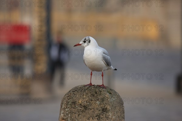 France, Ile de France, Yvelines, Versailles, chateau de Versailles, cour d'honneur, esplanade, paves, mouette rieuse devant le chateau,