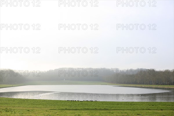 France, Ile de France, Yvelines, Versailles, chateau de Versailles, parc du chateau, jardin, hiver, piece d'eau des suisses, canards, cygnes, eau, oiseaux,