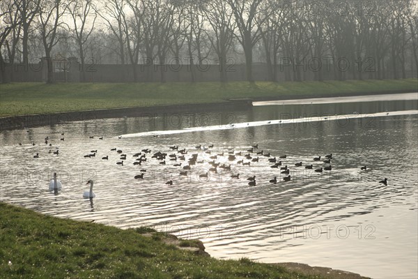 France, Ile de France, Yvelines, Versailles, chateau de Versailles, parc du chateau, jardin, hiver, piece d'eau des suisses, canards, cygnes, eau, oiseaux,