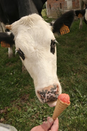 France, Haute Normandie, eure, saint jean de la lecqueraye, ferme du louvet, glaces a la ferme, bienvenue a la ferme, ane de l'association elisane,