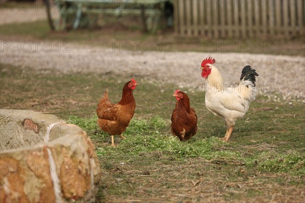 France, Haute Normandie, eure, ferme biologique du bec hellouin, charles et perrine herve gruyer, agriculture, permaculture, poules,