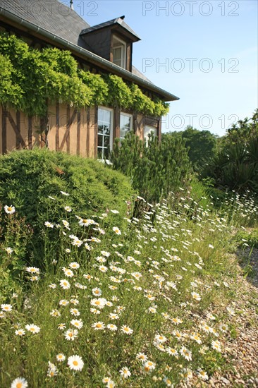 France, Haute Normandie, eure, pays de risle charentonne, saint victor d'epine, promenade en foret en famille, autour du gite rural n 552, proprietaire anne marie rault, hebergement, gites de france, marguerites,