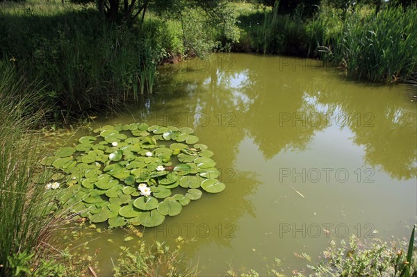 France, Haute Normandie, eure, pays de risle charentonne, saint victor d'epine, gite rural n 552, proprietaire anne marie rault, mare avec nenuphars et grenouilles, nympheas, hebergement, gites de france, vacances, campagne,