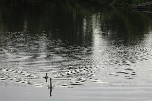 France, Haute Normandie, eure, pont de l'arche, pays de seine et eure, habitat, patrimoine, cygne sur un bras d'eau,