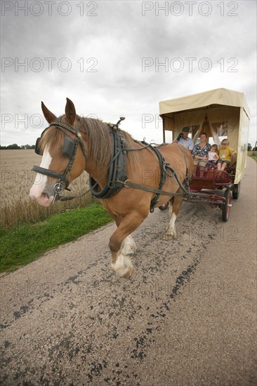 France, Haute Normandie, eure, lieurey, ferme beaulieu, max peuffier, attelage, chevaux de trait postiers bretons, bienvenue a la ferme,