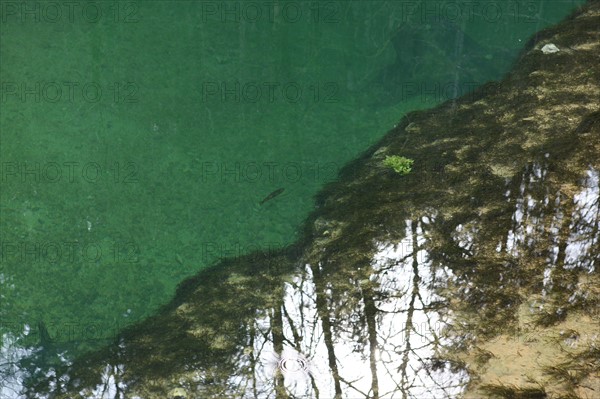 France, franche comte, jura, nozeroy, source de l'ain, pays des lacs, eau, paysage, nature, hiver, poisson,