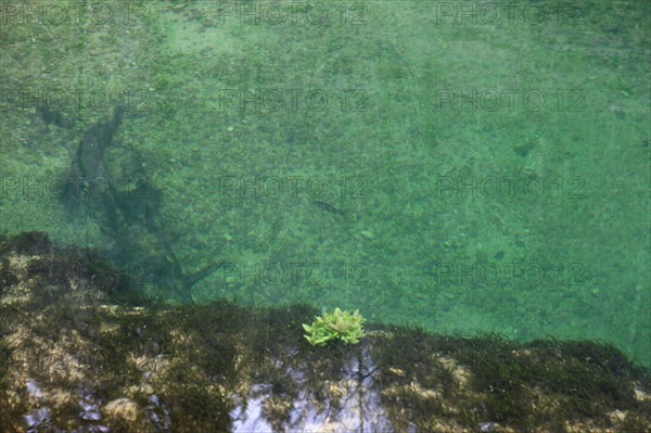 France, franche comte, jura, nozeroy, source de l'ain, pays des lacs, eau, paysage, nature, hiver, poisson,