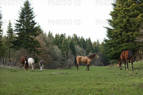 France, franche comte, jura, lent, ferme de sejour, pays des lacs, agriculture, route du comte, paysage, nature, hiver, chevaux en pature,