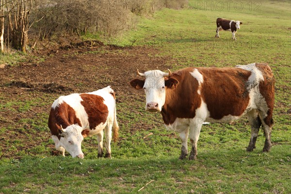 France, franche comte, jura, lent, pays des lacs, agriculture, route du comte, paysage, nature, hiver, vaches montbelliardes,