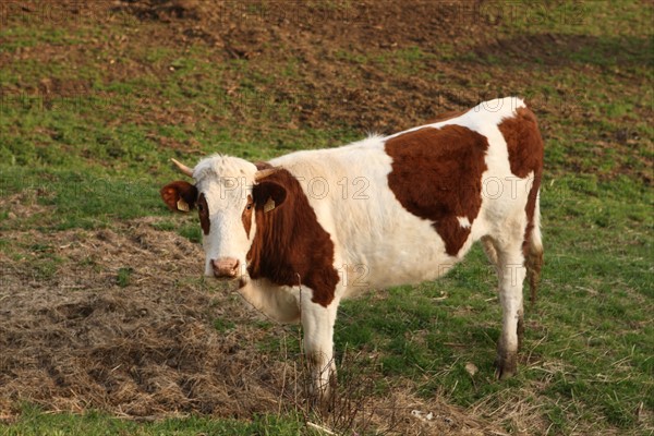 France, franche comte, jura, lent, pays des lacs, agriculture, route du comte, paysage, nature, hiver, vaches montbelliardes,