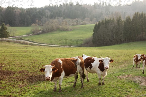 France, franche comte, jura, lent, pays des lacs, agriculture, route du comte, paysage, nature, hiver, vaches montbelliardes,