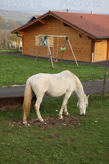 France, franche comte, jura, lent, ferme de sejour, pays des lacs, agriculture, route du comte, paysage, nature, hiver, cheval blanc, chalet,