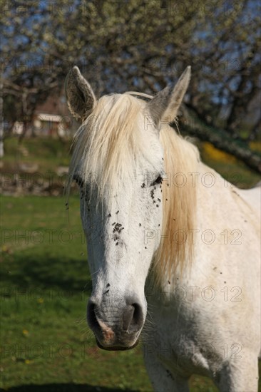 France, franche comte, jura, lent, ferme de sejour, pays des lacs, agriculture, route du comte, paysage, nature, hiver, cheval blanc, mouches,