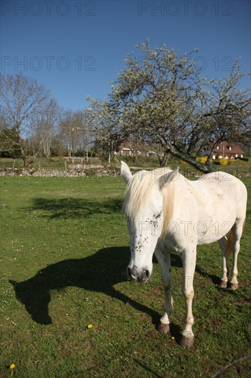 France, franche comte, jura, lent, ferme de sejour, pays des lacs, agriculture, route du comte, paysage, nature, hiver, cheval blanc,