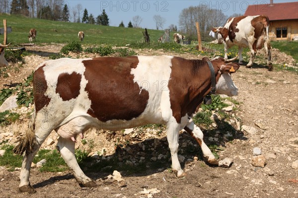 France, franche comte, jura, lent, ferme de sejour, pays des lacs, agriculture, route du comte, paysage, nature, hiver, vache montbelliarde,