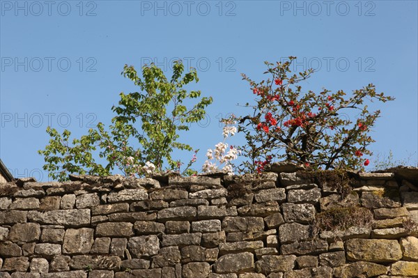 France, franche comté, jura, baume les messieurs, village, patrimoine, montagne, reculée, nature, abbaye, mur de pierre, vegetation, arbustes,