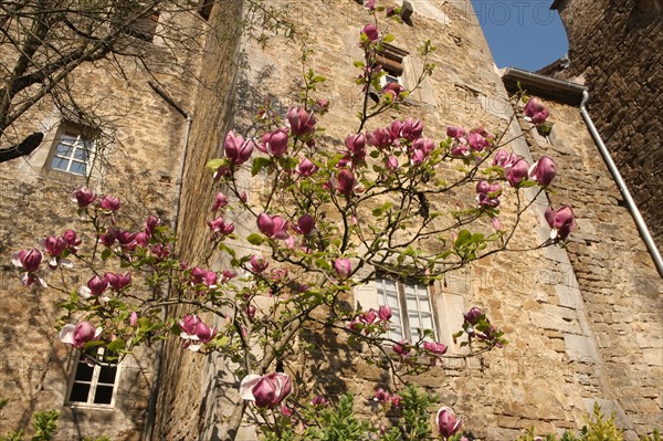 France, franche comté, jura, baume les messieurs, village, patrimoine, montagne, reculée, nature, abbaye, tour, bourgeons, arbuste, magnolia,