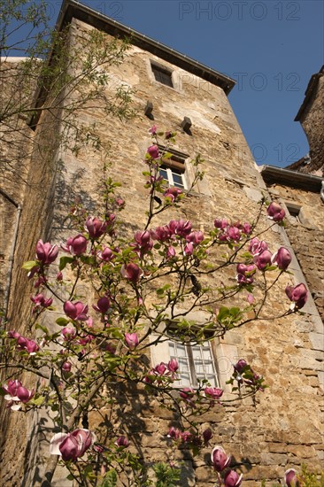 France, franche comté, jura, baume les messieurs, village, patrimoine, montagne, reculée, nature, abbaye, tour, bourgeons, arbuste, magnolia,