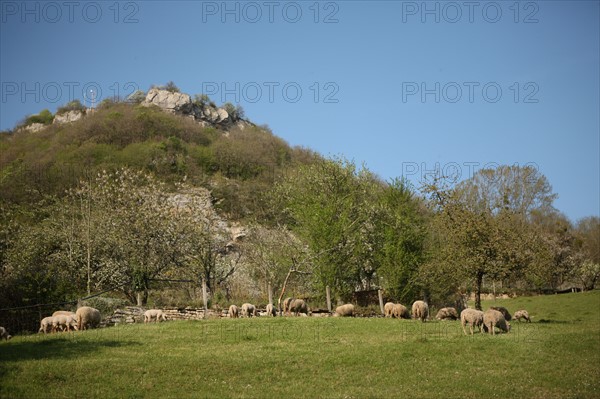 France, franche comté, jura, baume les messieurs, viillage, montagne, elevage ovin, agriculture, moutons,