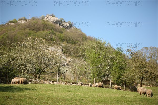 France, franche comté, jura, baume les messieurs, viillage, montagne, elevage ovin, agriculture, moutons,