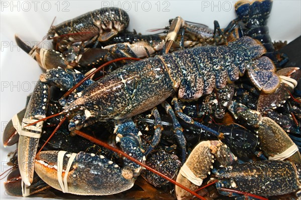 France, Fishmonger le petit mareyeur