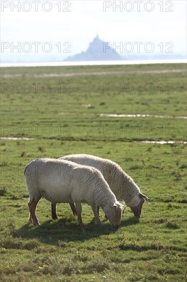 France, bay of the mont saint michel