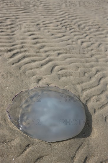 France, Basse Normandie, manche, cote des havres, portbail, littoral, mer, port, bateaux, port, maree basse, sable, estran, ondes de maree, meduse echouee,