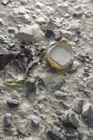 France, Basse Normandie, manche, cote des havres, portbail, littoral, mer, port, bateaux, port, maree basse, sable, estran, pollution, detritus, tesson de bouteille, morceau de verre,