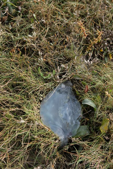 France, Basse Normandie, manche, cote des havres, portbail, littoral, mer, port, bateaux, port, maree basse, meduse echouee dans l'herbe,