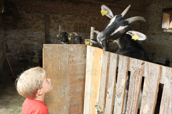 France, Haute Normandie, orne, cisai saint aubin, bienvenue a la ferme, la ferme des pampilles, elevage de chevres, fromages, visites en famille, enfants,