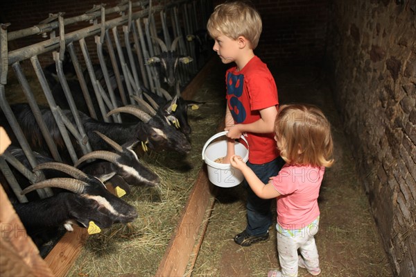 France, Haute Normandie, orne, cisai saint aubin, bienvenue a la ferme, la ferme des pampilles, elevage de chevres, fromages, visites en famille, enfants,