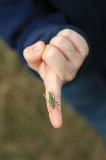 France, FERME DU MONCEL