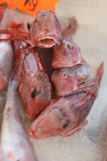 France, Haute Normandie, seine maritime, plateau de caux maritime, saint valery en caux, port, debarque et vente de la peche sur le quai, poisson, rougets,