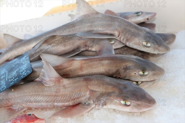 France, Haute Normandie, seine maritime, plateau de caux maritime, saint valery en caux, port, debarque et vente de la peche sur le quai, poisson, chien de mer,