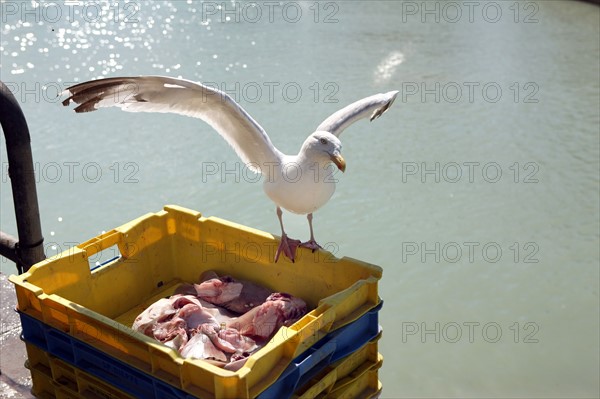 France, Haute Normandie, seine maritime, plateau de caux maritime, saint valery en caux, port, debarque et vente de la peche sur le quai, poisson, goeland,