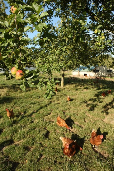 France, Haute Normandie, seine maritime, plateau de caux maritime, hautot l'auvray, le clos d'hautot, valerie petit, produits fermiers, gastronomie, agriculture,