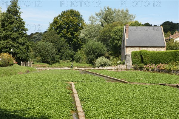 France, Haute Normandie, seine maritime, plateau de caux maritime, veules les roses, plus petit fleuve de france, cressonnieres,