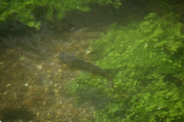 France, Haute Normandie, seine maritime, plateau de caux maritime, veules les roses, plus petit fleuve de france, cressonnieres, truites fario, poisson,