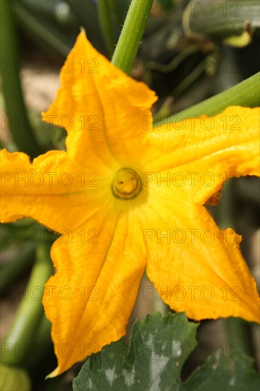 France, Haute Normandie, seine maritime, pays de caux maritime, chateau de bois himont arcaux, etablissement d'aide par le travail, maraichage et boutique de produits locaux, fleur de courgette,